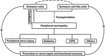 The Effect of Schwann Cells/Schwann Cell-Like Cells on Cell Therapy for Peripheral Neuropathy